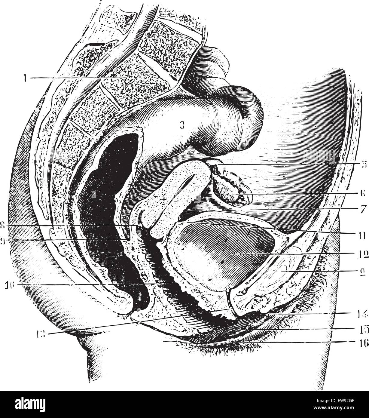 Female pelvis (anteroposterior section), vintage engraved illustration. Usual Medicine Dictionary by Dr Labarthe - 1885. Stock Vector