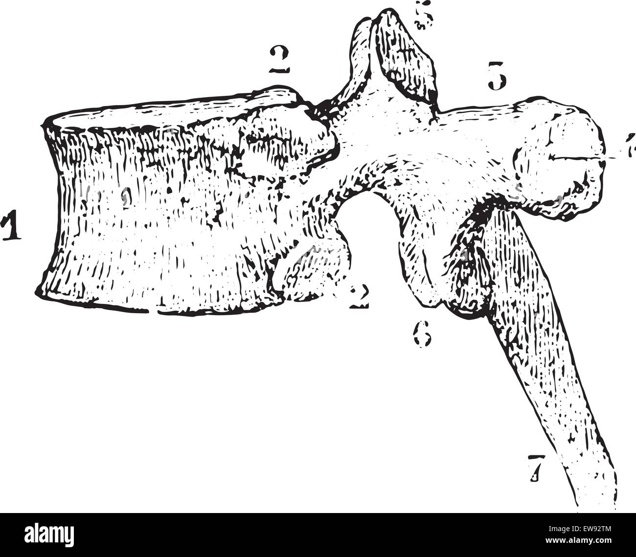 Thoracic vertebrae or Dorsal vertebra, side view, vintage engraved illustration. Usual Medicine Dictionary by Dr Labarthe - 1885 Stock Vector