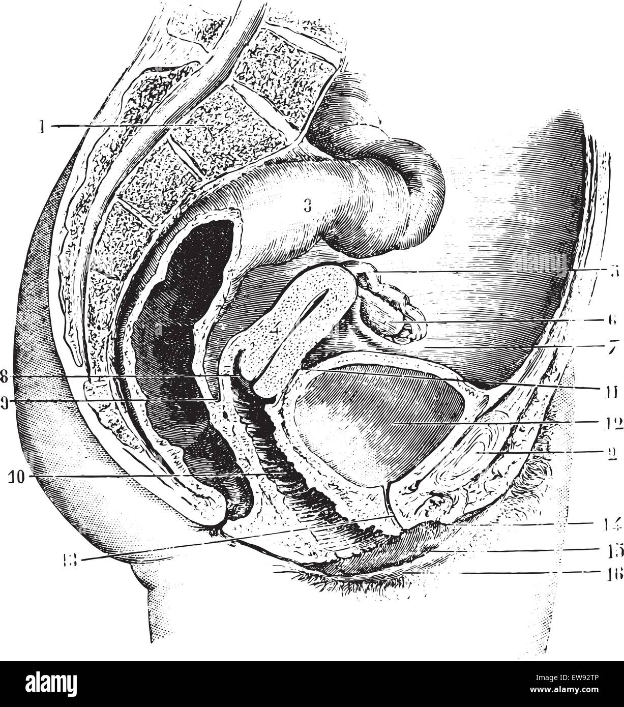 Female pelvis (antero-posterior section), vintage engraved illustration. Usual Medicine Dictionary by Dr Labarthe - 1885. Stock Vector