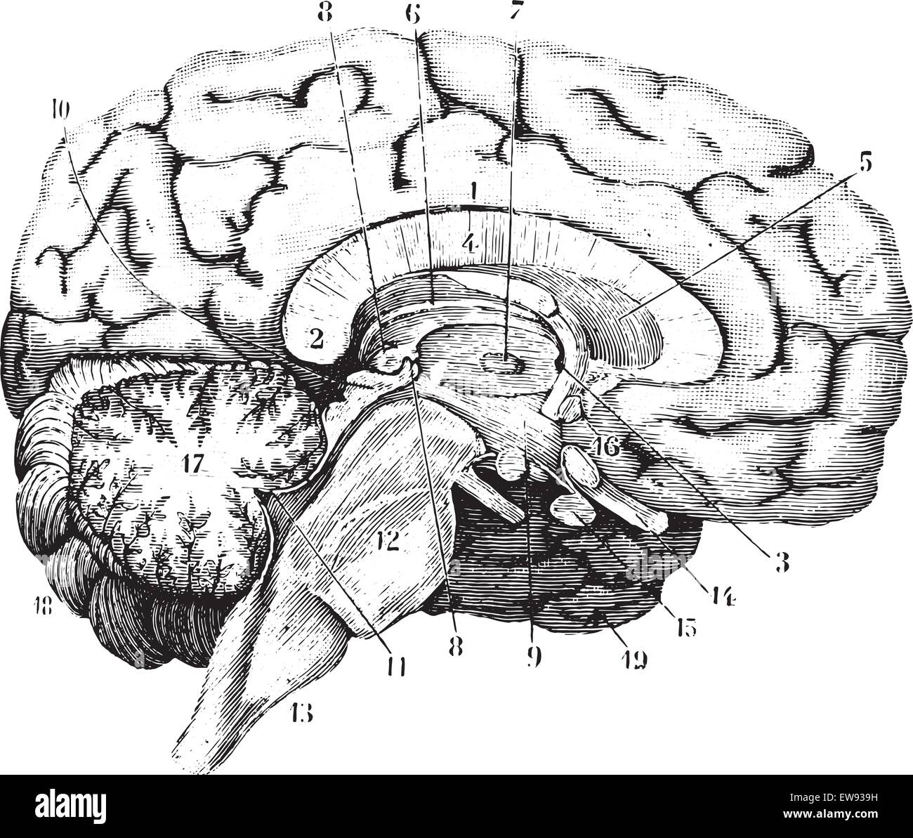 Posterior Anterior Brain