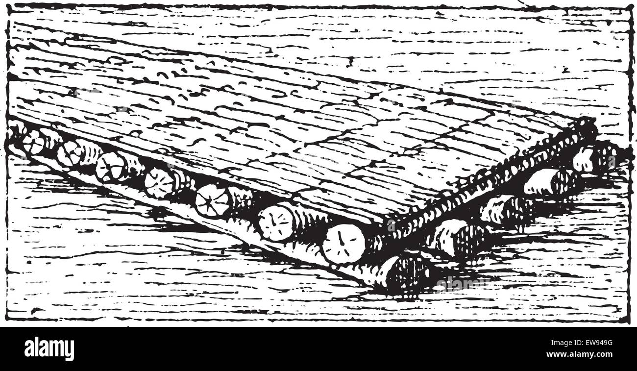 Old engraved illustration of Phoenician raft floating in the water ...