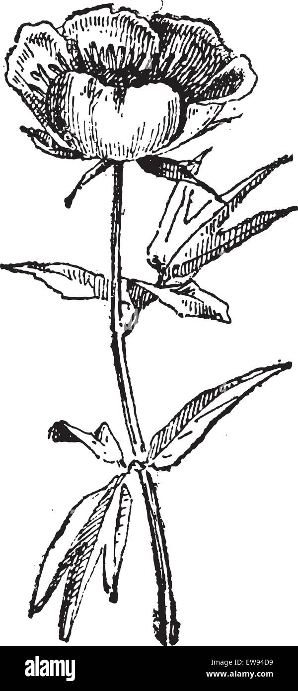 Old picture of buttercup Stock Vector Images Alamy