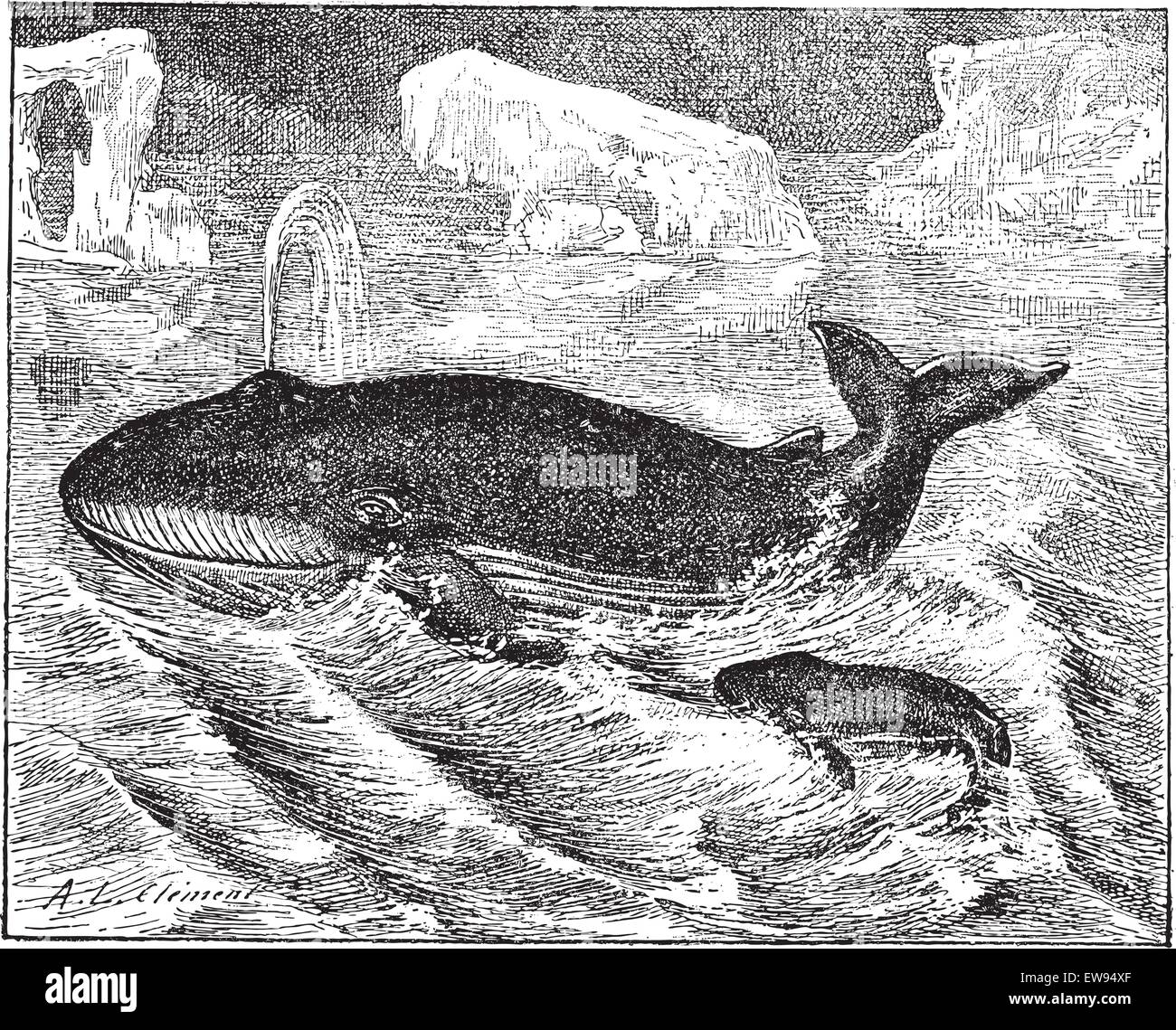 Whale in ocean, vintage engraved illustration. Dictionary of words and