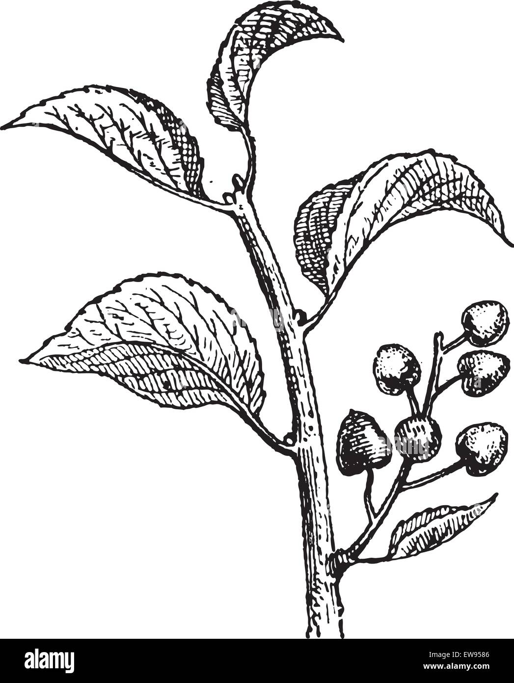 Prunus Stock Vector Images - Alamy