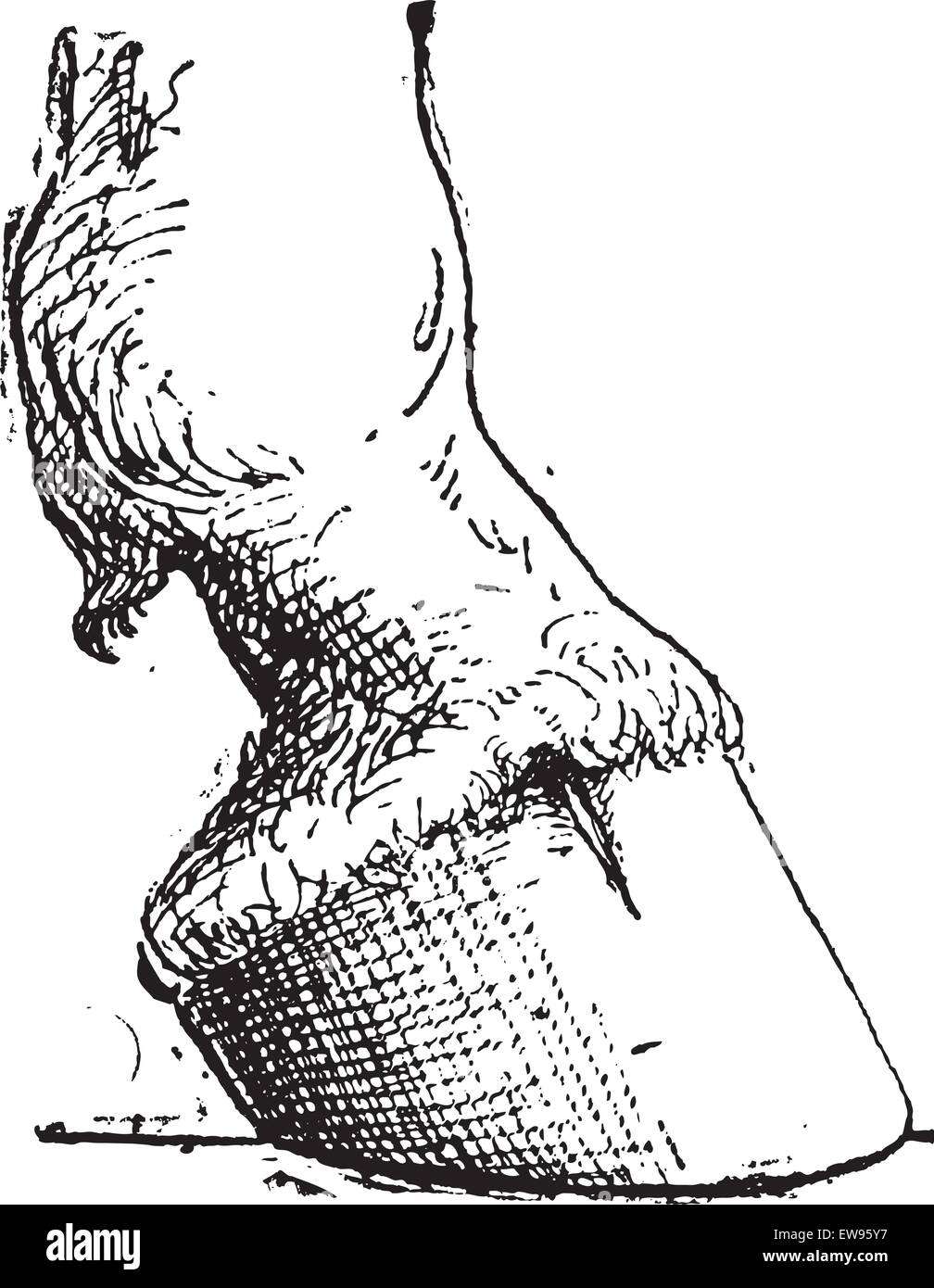 Keratinized Stock Vector Images Alamy