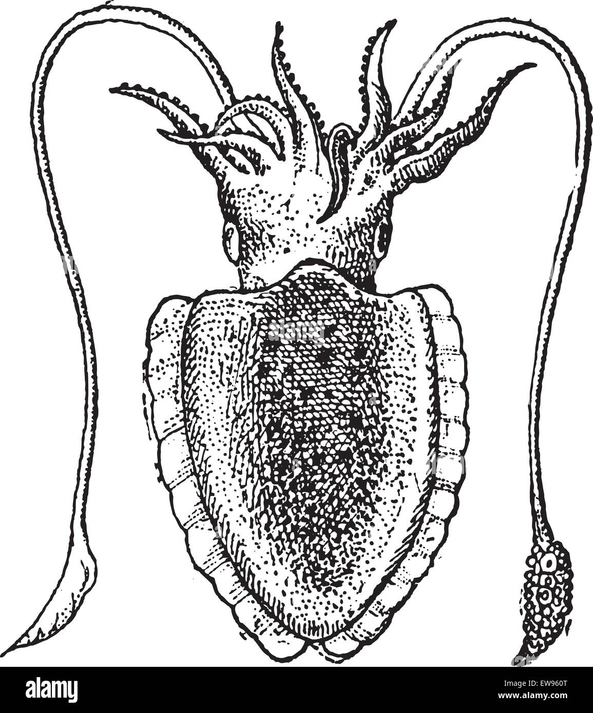 Cuttlefish or Sepia sp., vintage engraved illustration. Dictionary of Words and Things - Larive and Fleury - 1895 Stock Vector