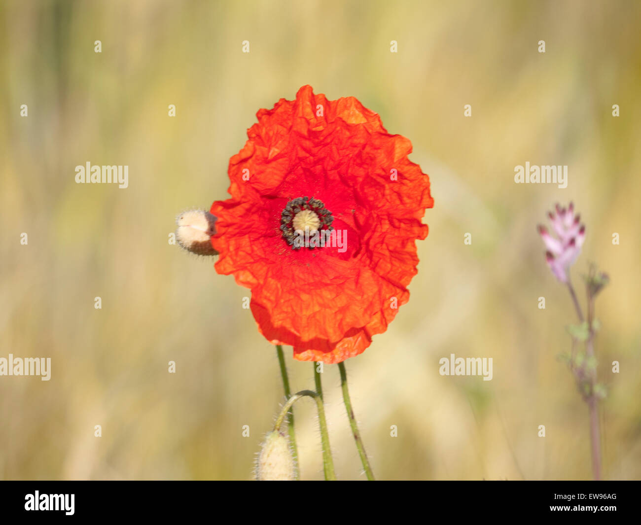 Red poppies black field hi-res stock photography and images - Alamy