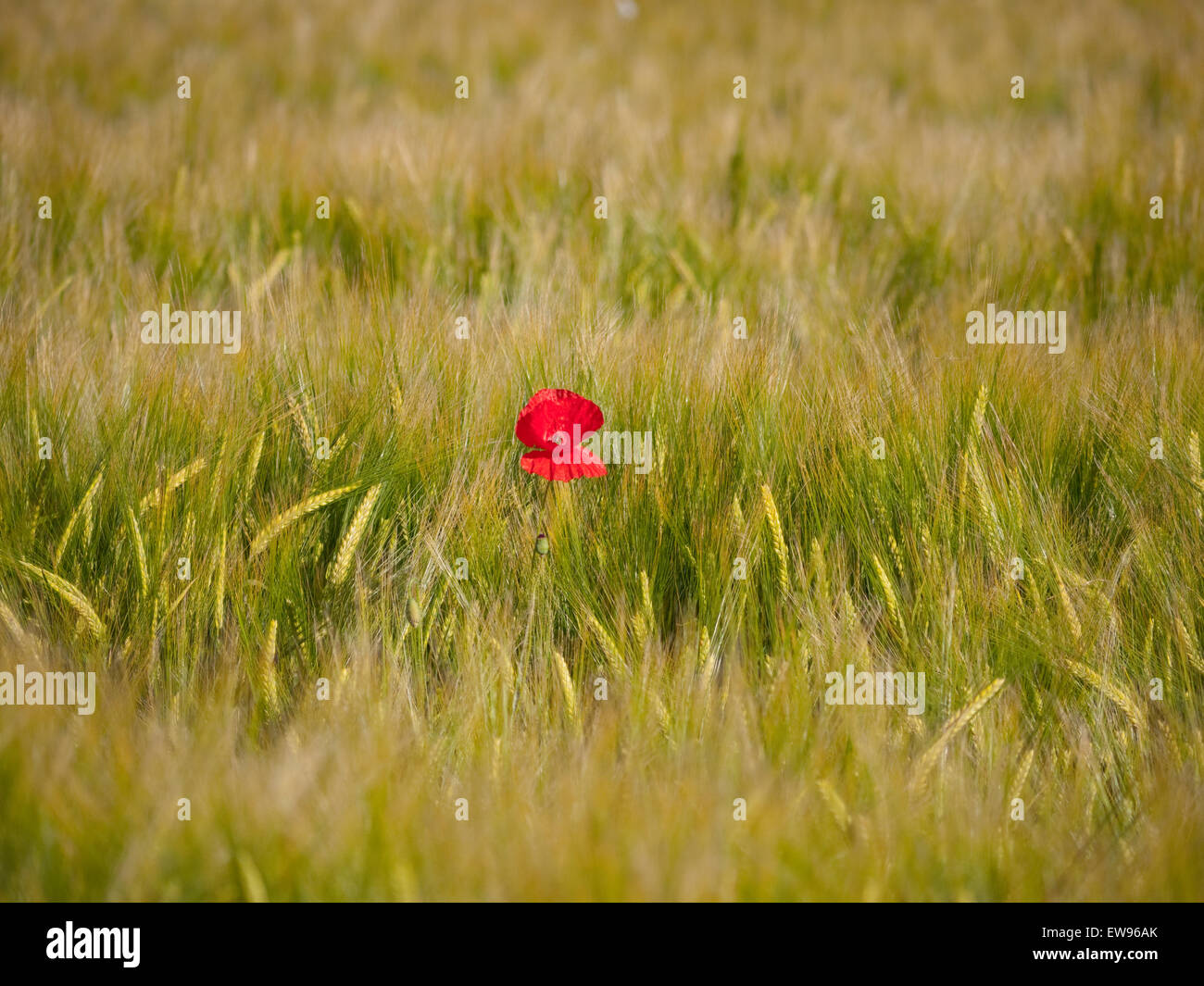 Red poppies black field hi-res stock photography and images - Alamy