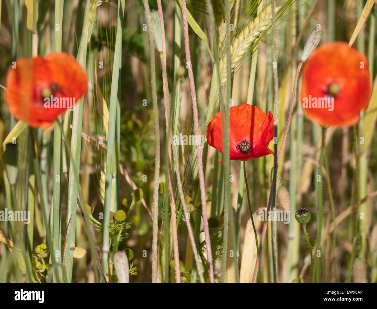 Red poppies black field hi-res stock photography and images - Alamy