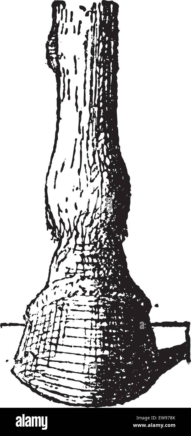 Splint bone or Metacarpal bone, vintage engraved illustration