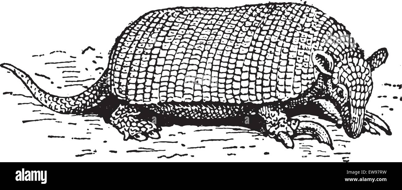 Tatu canastra hi-res stock photography and images - Alamy, image size:1300x615