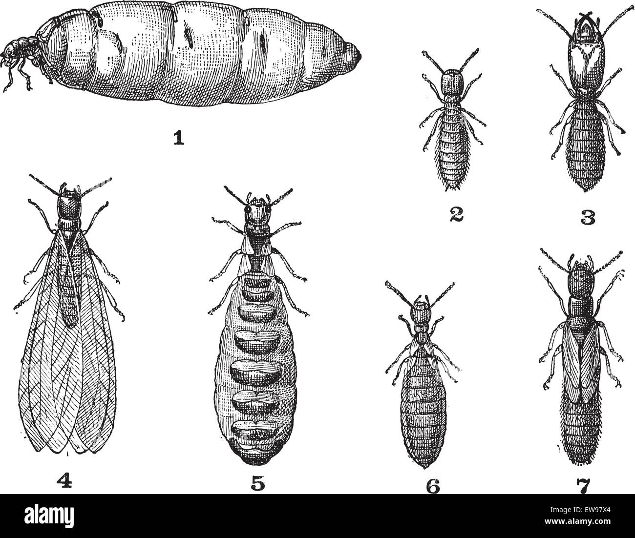 Termites, vintage engraved illustration. Dictionary of words and things - Larive and Fleury - 1895. Stock Vector