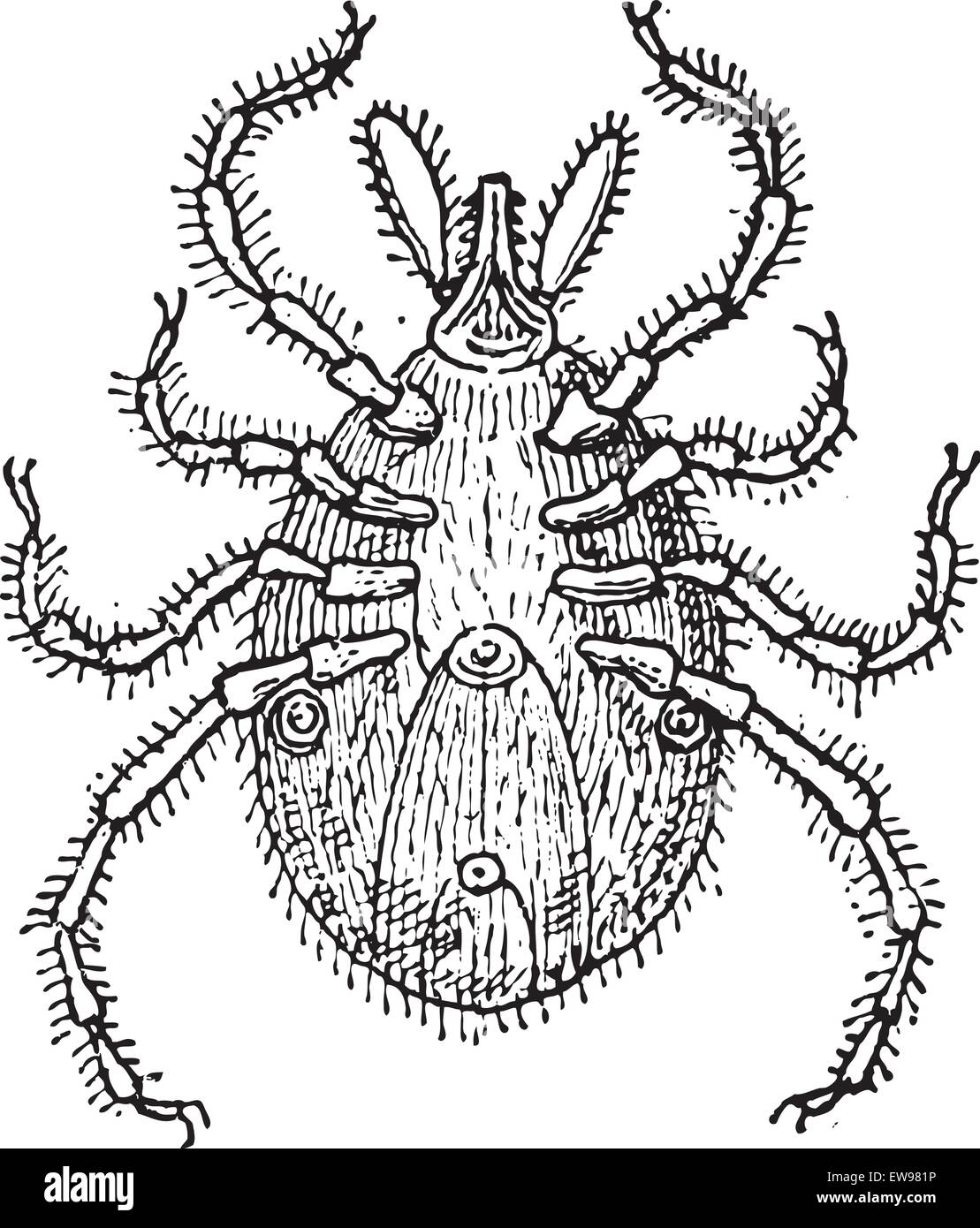 Tick parasite, vintage engraved illustration. Dictionary of words and things - Larive and Fleury - 1895. Stock Vector