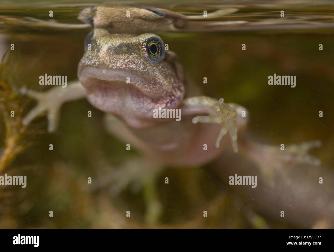 Frog tongue hires stock photography and images Alamy
