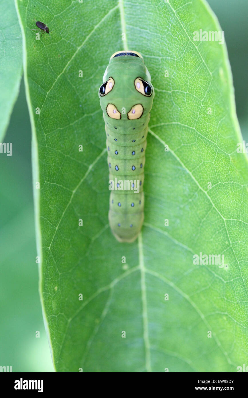 Spicebush swallowtail caterpillar Stock Photo