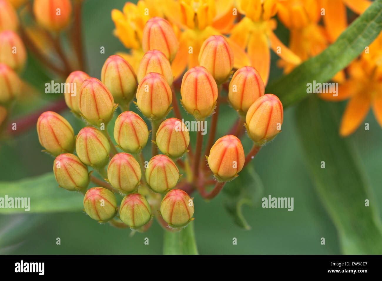 Butterfly weed Stock Photo