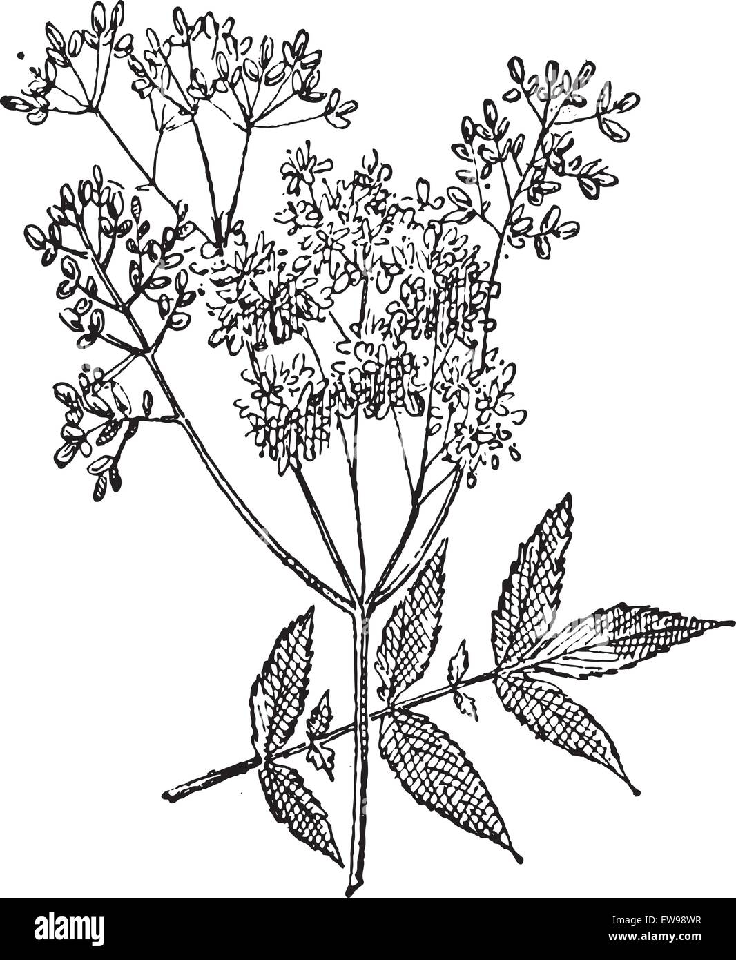 Meadowsweet illustration hi-res stock photography and images - Alamy