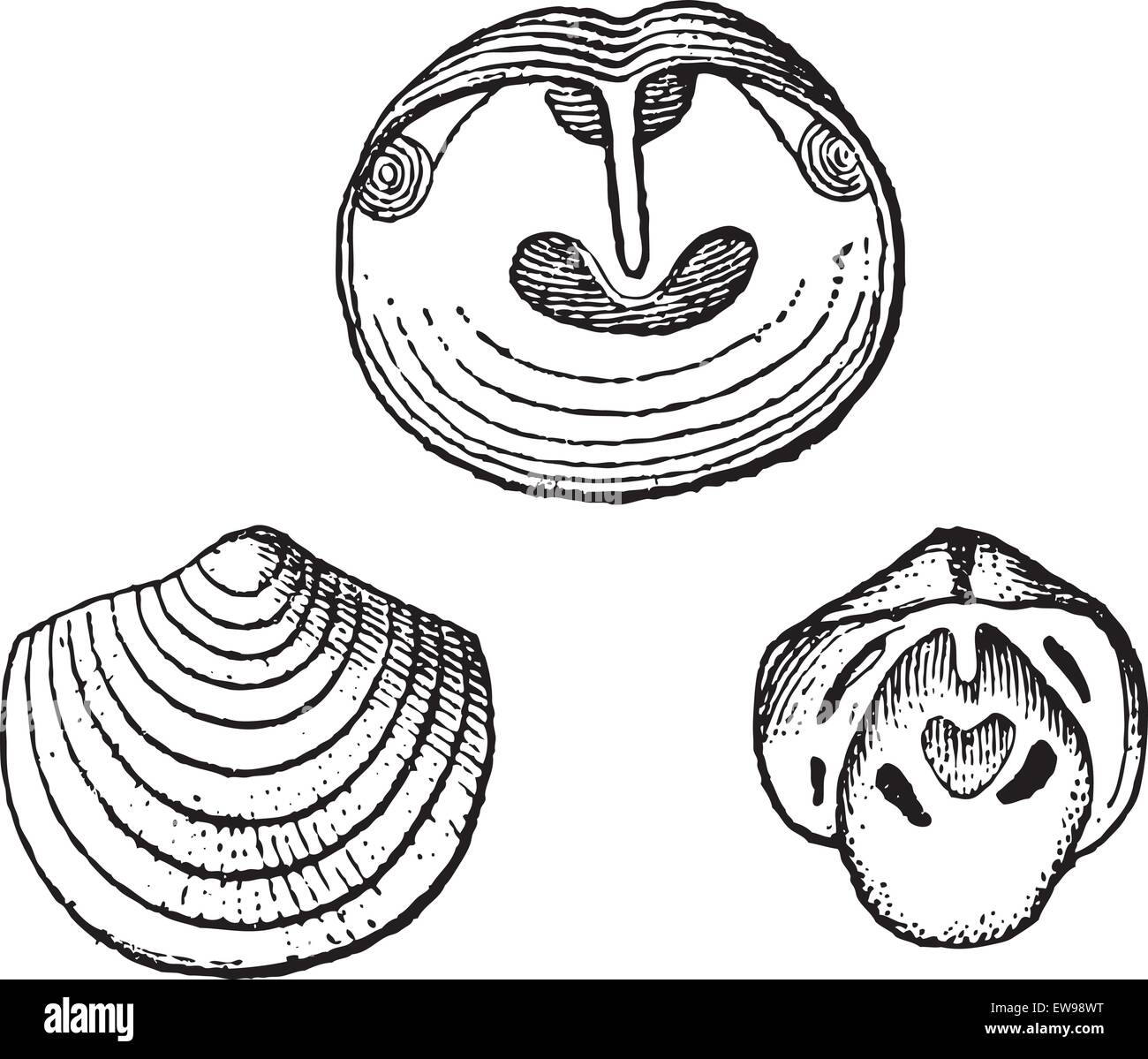 Obolus, fossil showing (a) interior of the ventral valve, (b) exterior of the dorsal valve, and (c) interior of the dorsal valve Stock Vector