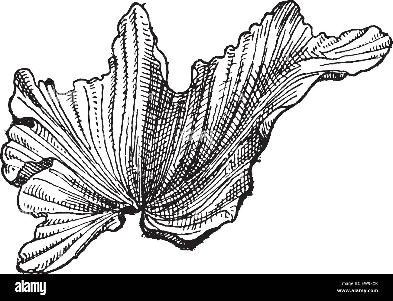 Sea Lettuceor Ulva lactuca, vintage engraved illustration. Dictionary of Words and Things - Larive and Fleury - 1895 Stock Vector