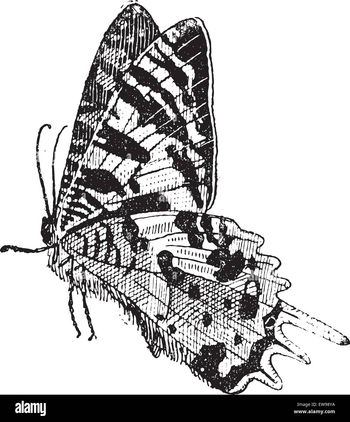 Urania sloanus hires stock photography and images Alamy