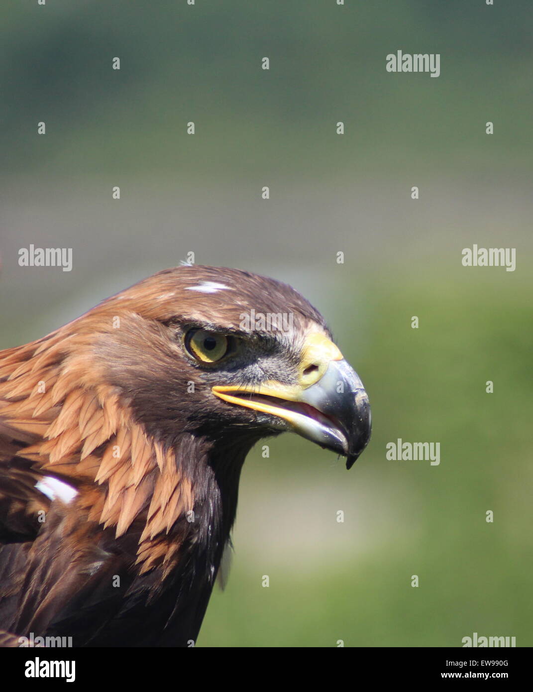 Golden eagle a beautiful bird of prey, a powerful magnificent bird ...