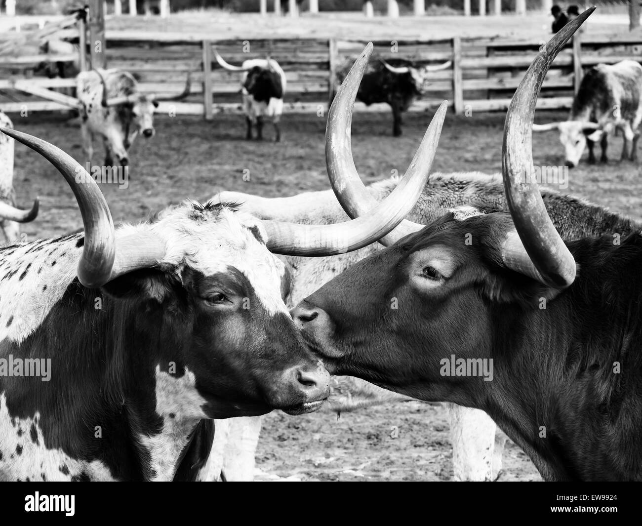 Long Horns Kissing Stock Photo