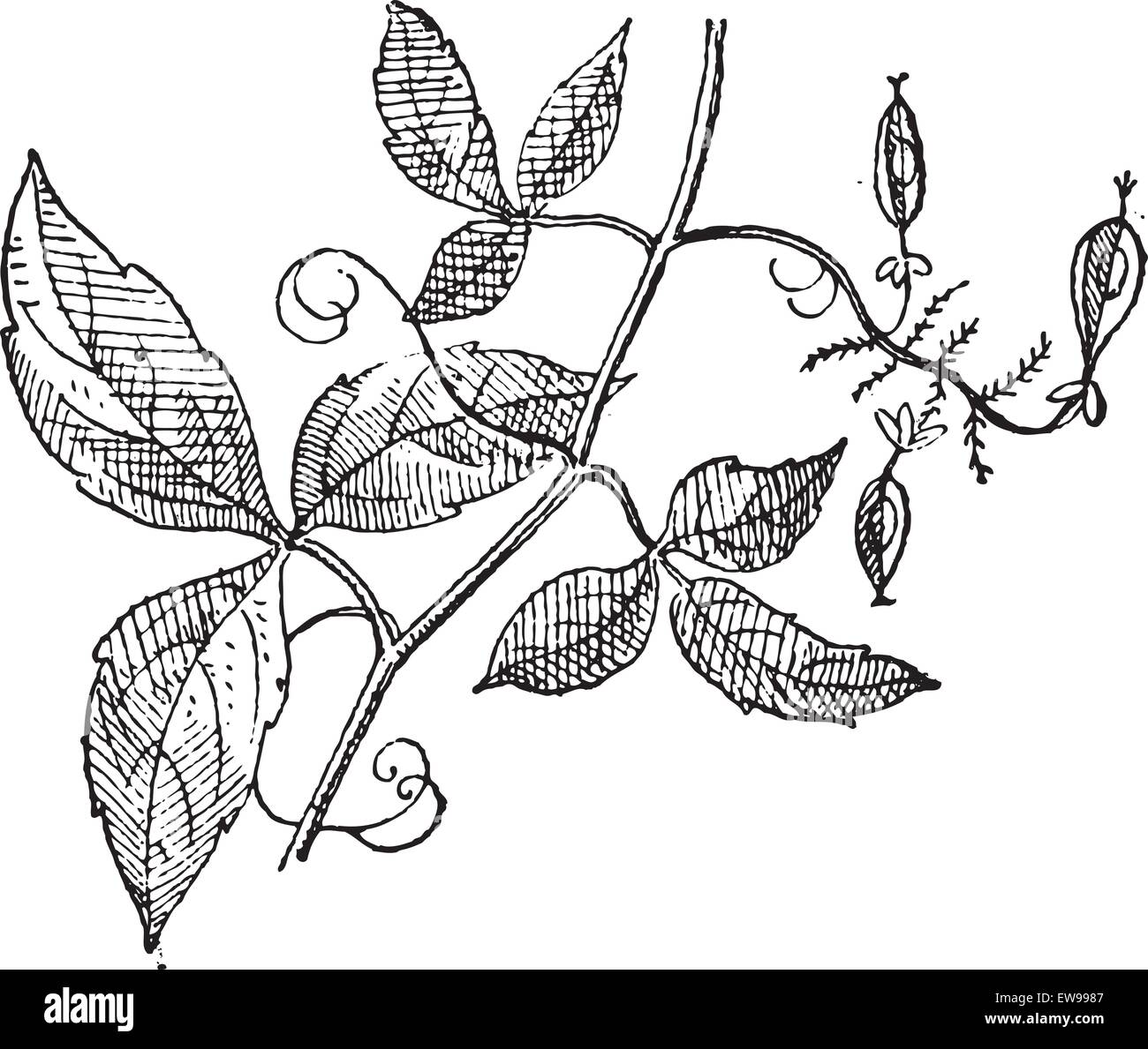 Urvillea or Urvillea sp., vintage engraved illustration. Dictionary of Words and Things - Larive and Fleury - 1895 Stock Vector
