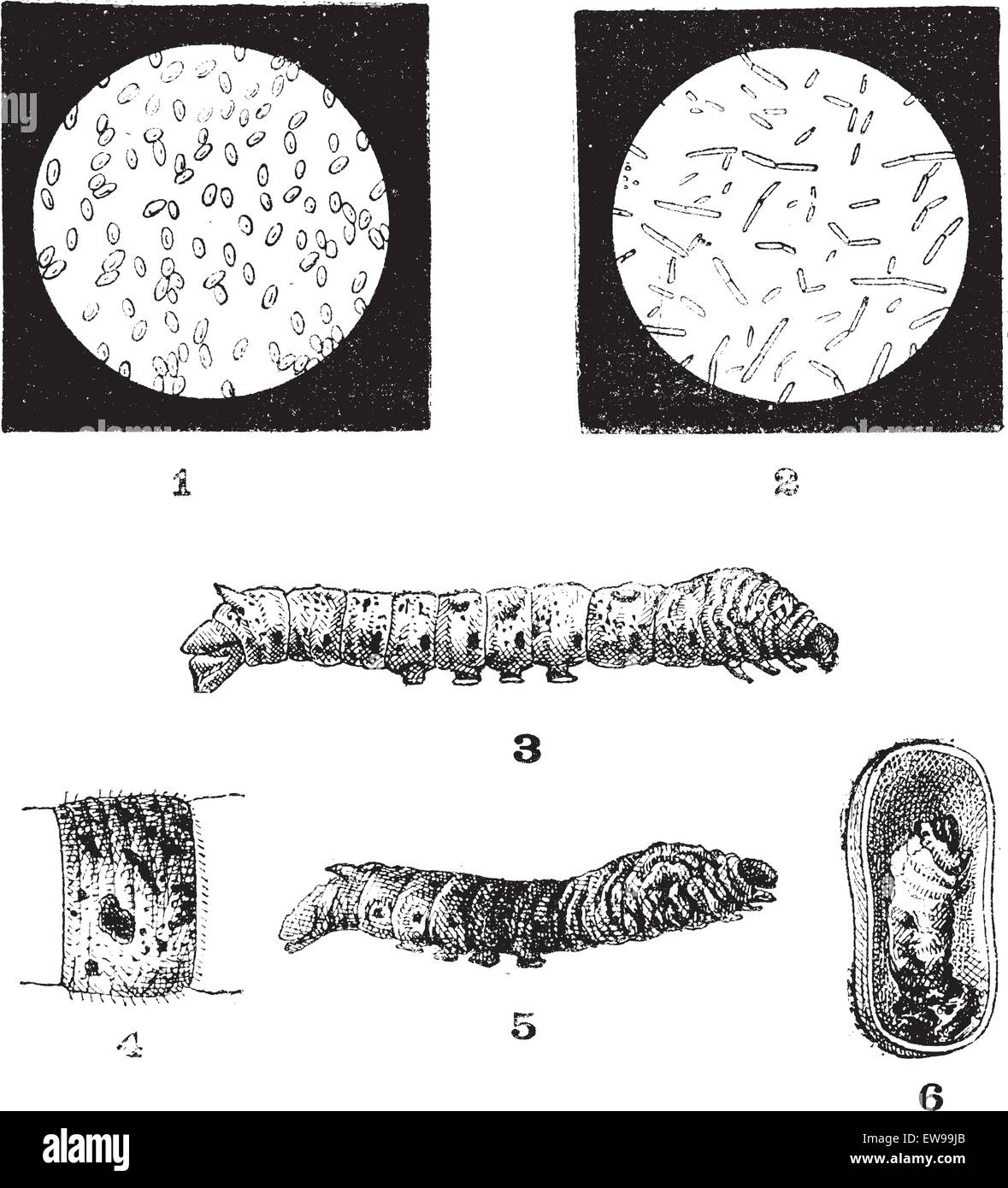 Diseases of Silkworms, vintage engraved illustration. Dictionary of Words and Things - Larive and Fleury - 1895 Stock Vector