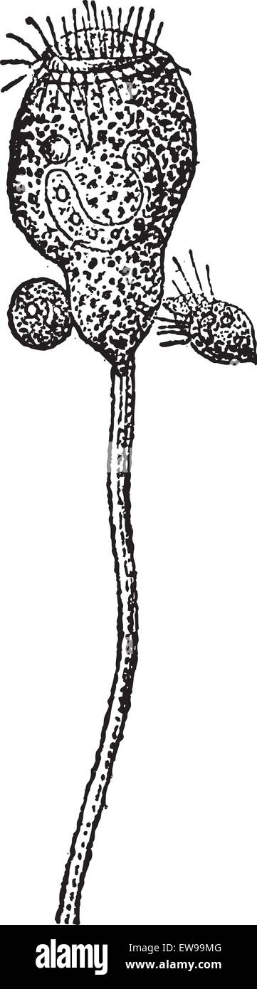 Vorticella or Vorticella sp., vintage engraved illustration. Dictionary of Words and Things - Larive and Fleury - 1895 Stock Vector