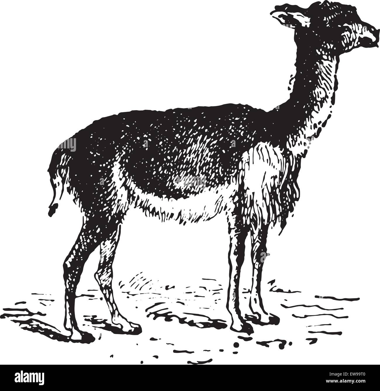 Vicuna or Vicugna, vintage engraved illustration. Dictionary of words
