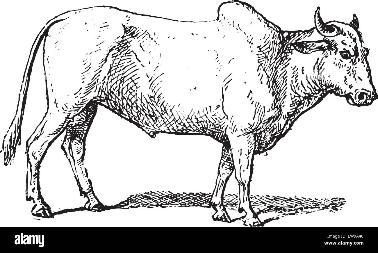ArtStation - Brahman Cattle Tattoo Design