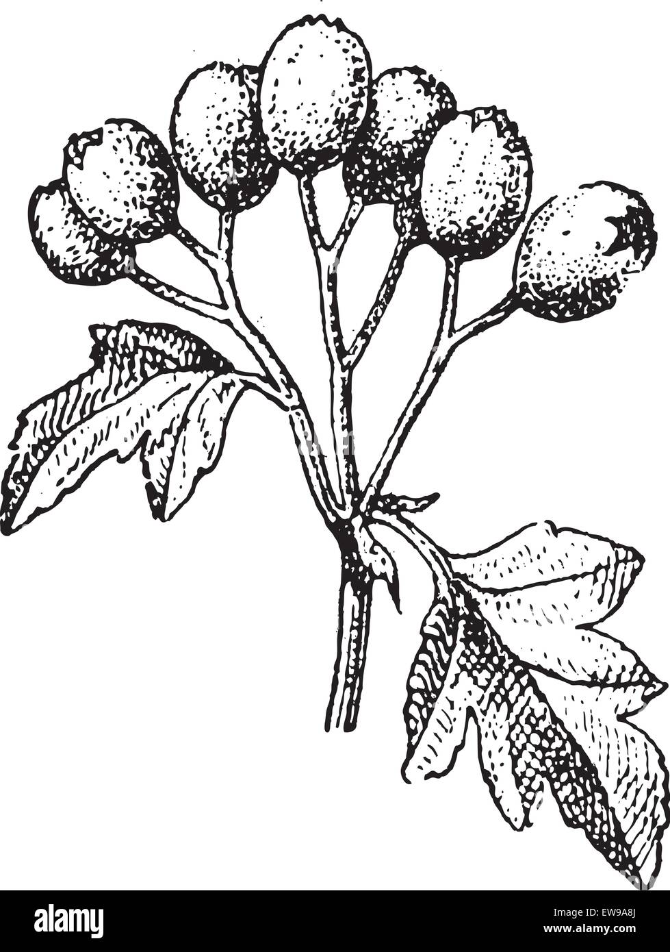 Old engraved illustration of Common hawthorn or Crataegus monogyna or single-seeded hawthorn or may or mayblossom or maythorn or Stock Vector