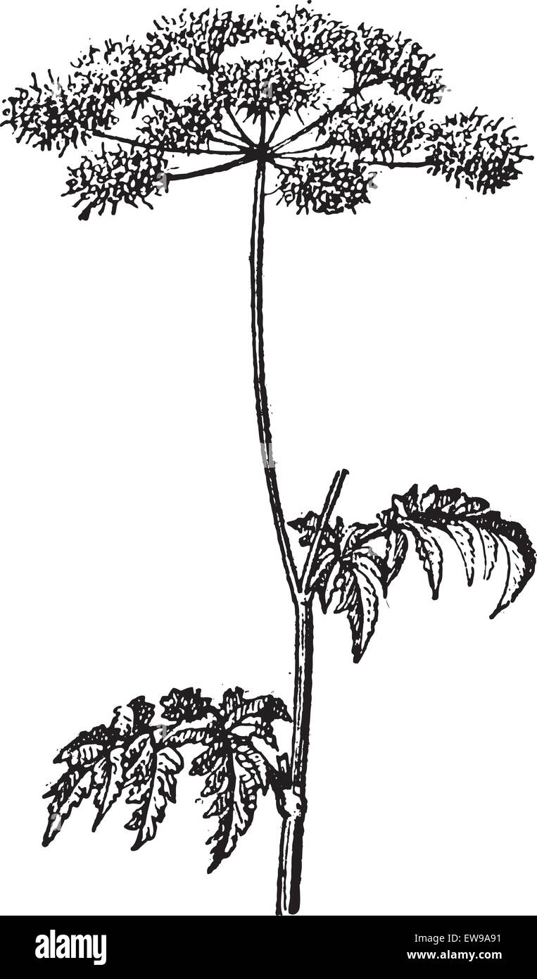 Old engraved illustration of Chaerophyllum temulum or Rough Chervil isolated on a white background. Dictionary of words and thin Stock Vector