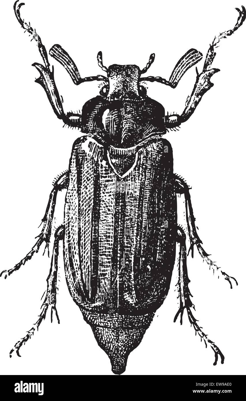 Fig 10. Cockchafer or May Bug or Mitchamador or billy witch or spang beetle, vintage engraved illustration. Dictionary of words  Stock Vector