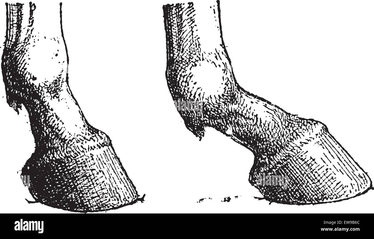 Horse Hoof Joint, showing short joint (left) and long joint (right