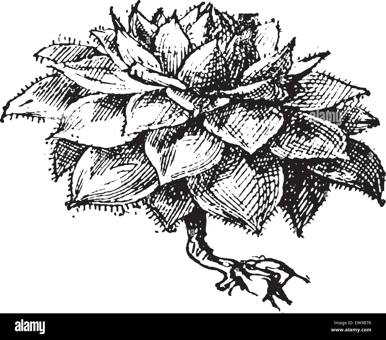 Houseleek or Sempervivum sp., vintage engraved illustration. Dictionary of Words and Things - Larive and Fleury - 1895 Stock Vector