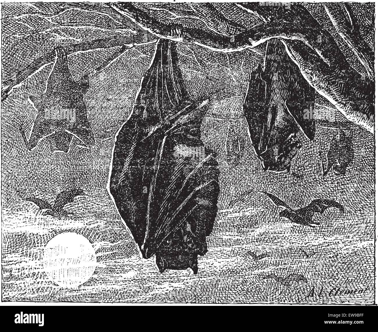 Kalong or Large Flying Fox (Pteropus vampyrus) or Greater Flying Fox or Malaysian Flying Fox or Kalang, vintage engraved illustr Stock Vector