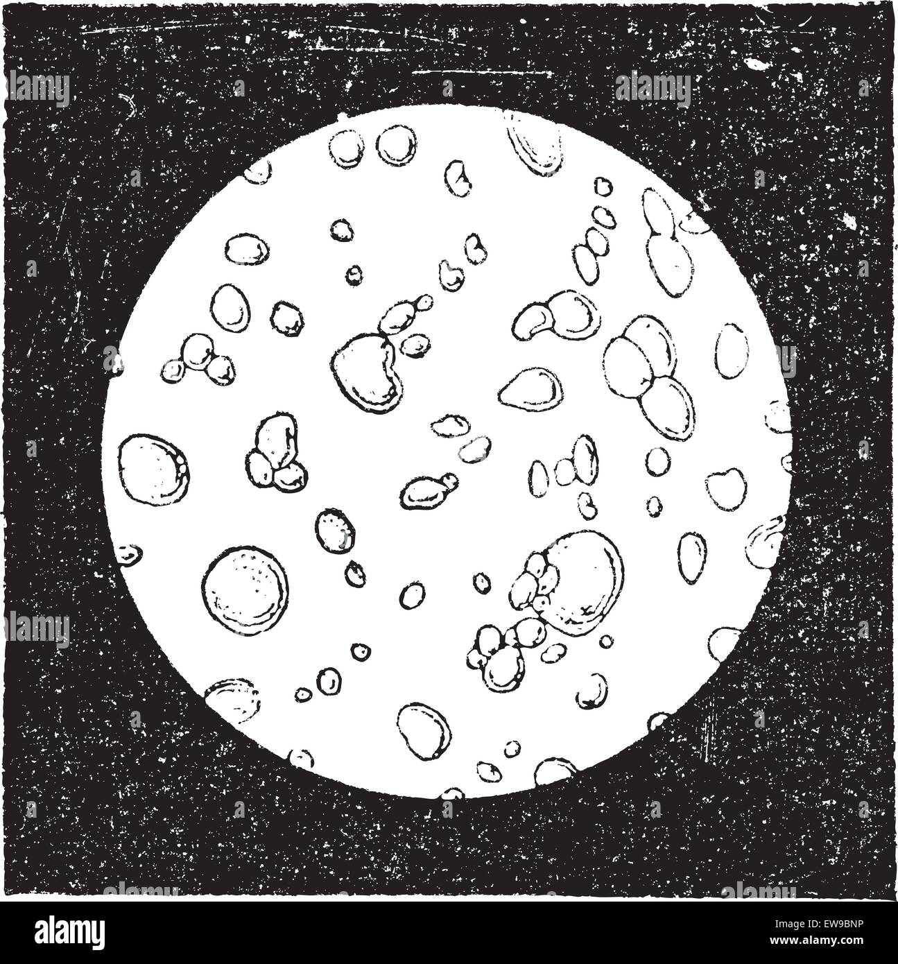 Pure milk seen under a microscope, vintage engraved illustration.  Dictionary of words and things - Larive and Fleury - 1895 Stock Vector  Image & Art - Alamy