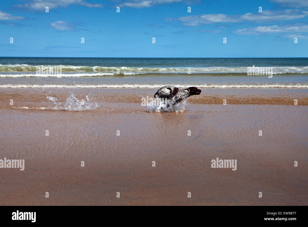 German Shorthaired Pointer dog on  Embleton Beach Northumberland Stock Photo