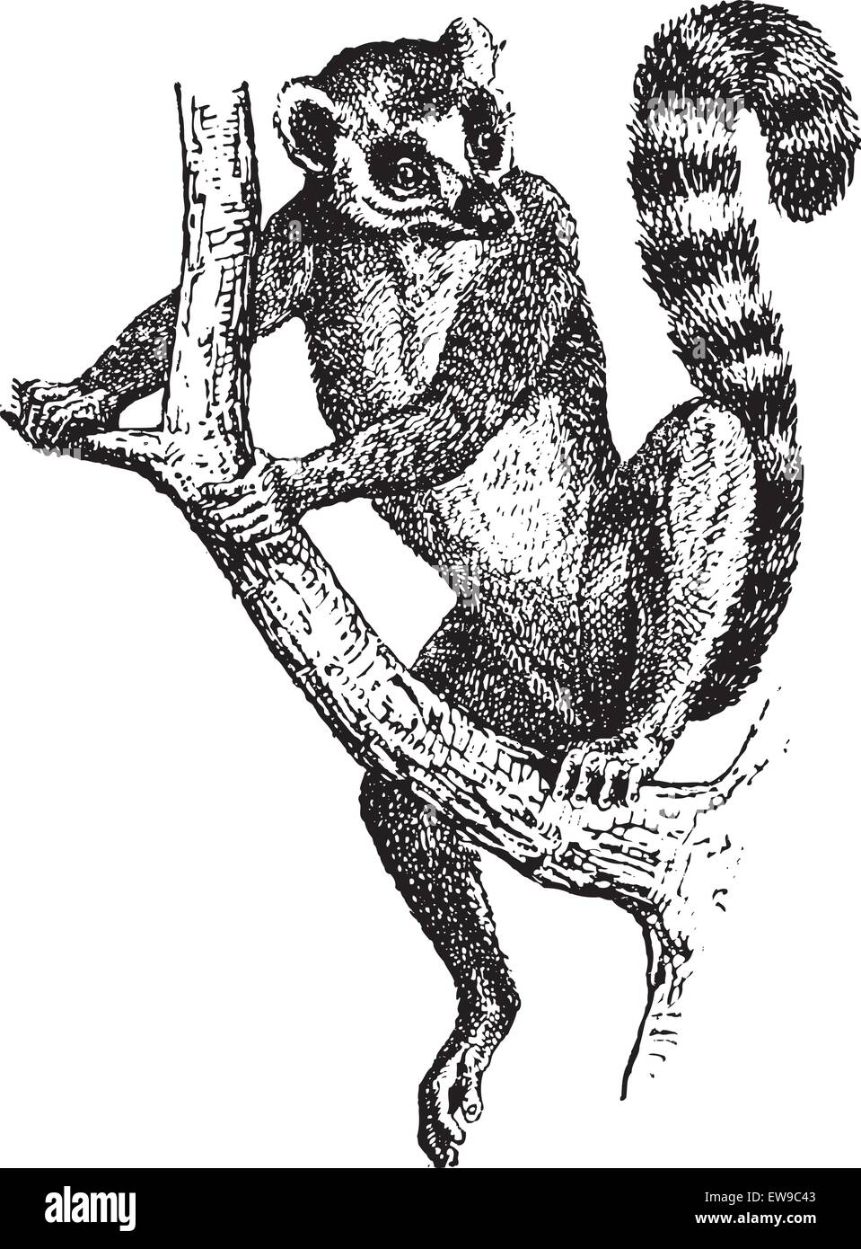 Ring-tailed Lemur or Lemur catta, vintage engraved illustration. Dictionary of Words and Things - Larive and Fleury - 1895 Stock Vector
