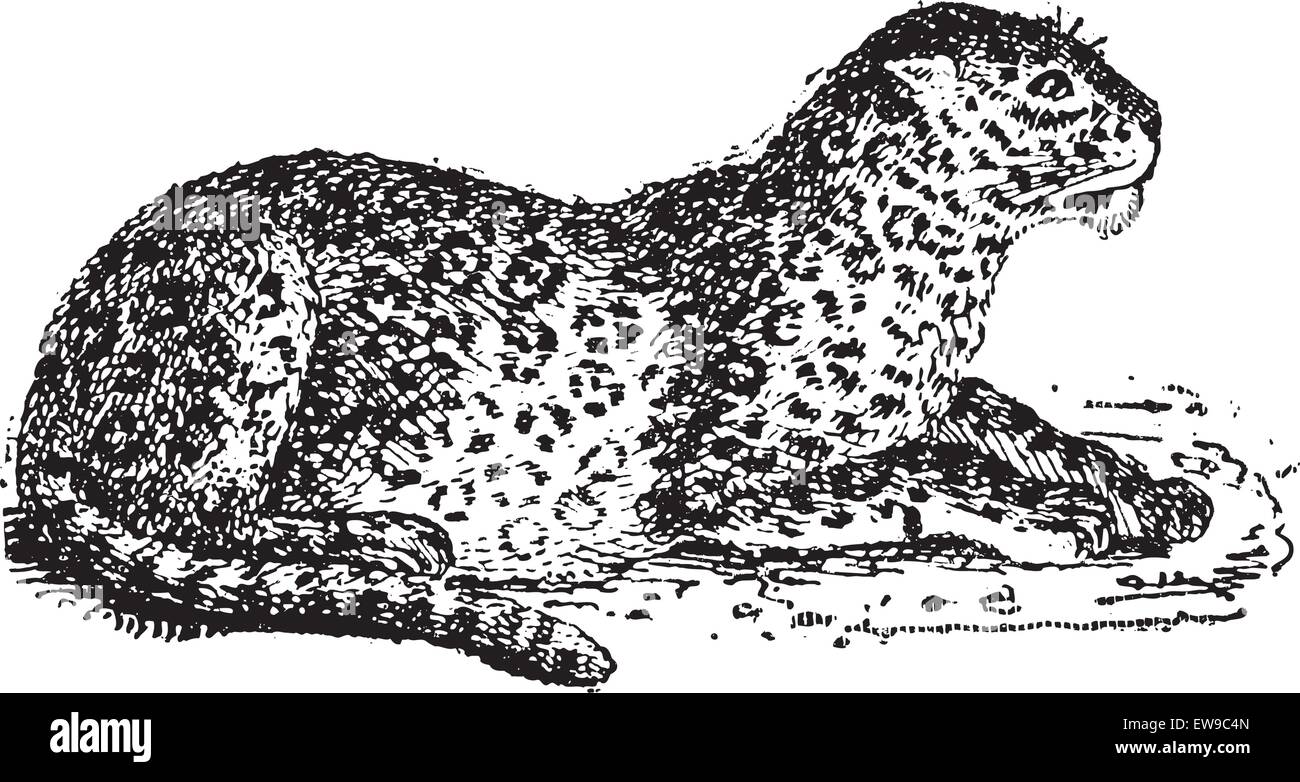 Leopard or Panthera pardus, vintage engraved illustration. Dictionary of Words and Things - Larive and Fleury - 1895 Stock Vector