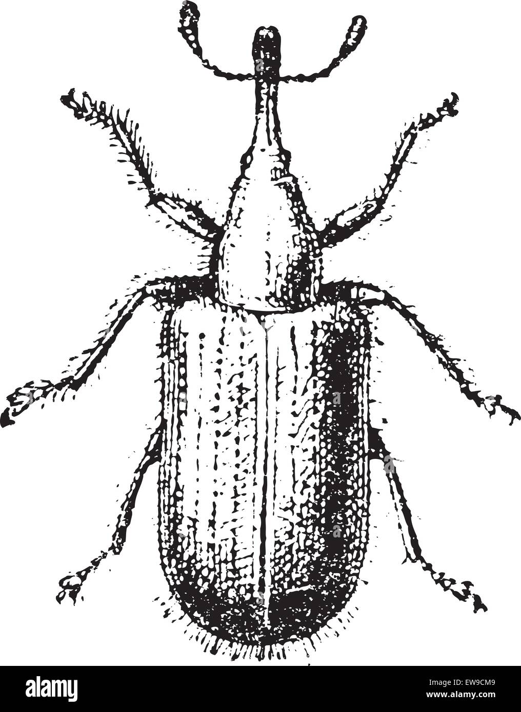 Weevil or Curculionoidea, vintage engraved illustration. Dictionary of Words and Things - Larive and Fleury - 1895 Stock Vector