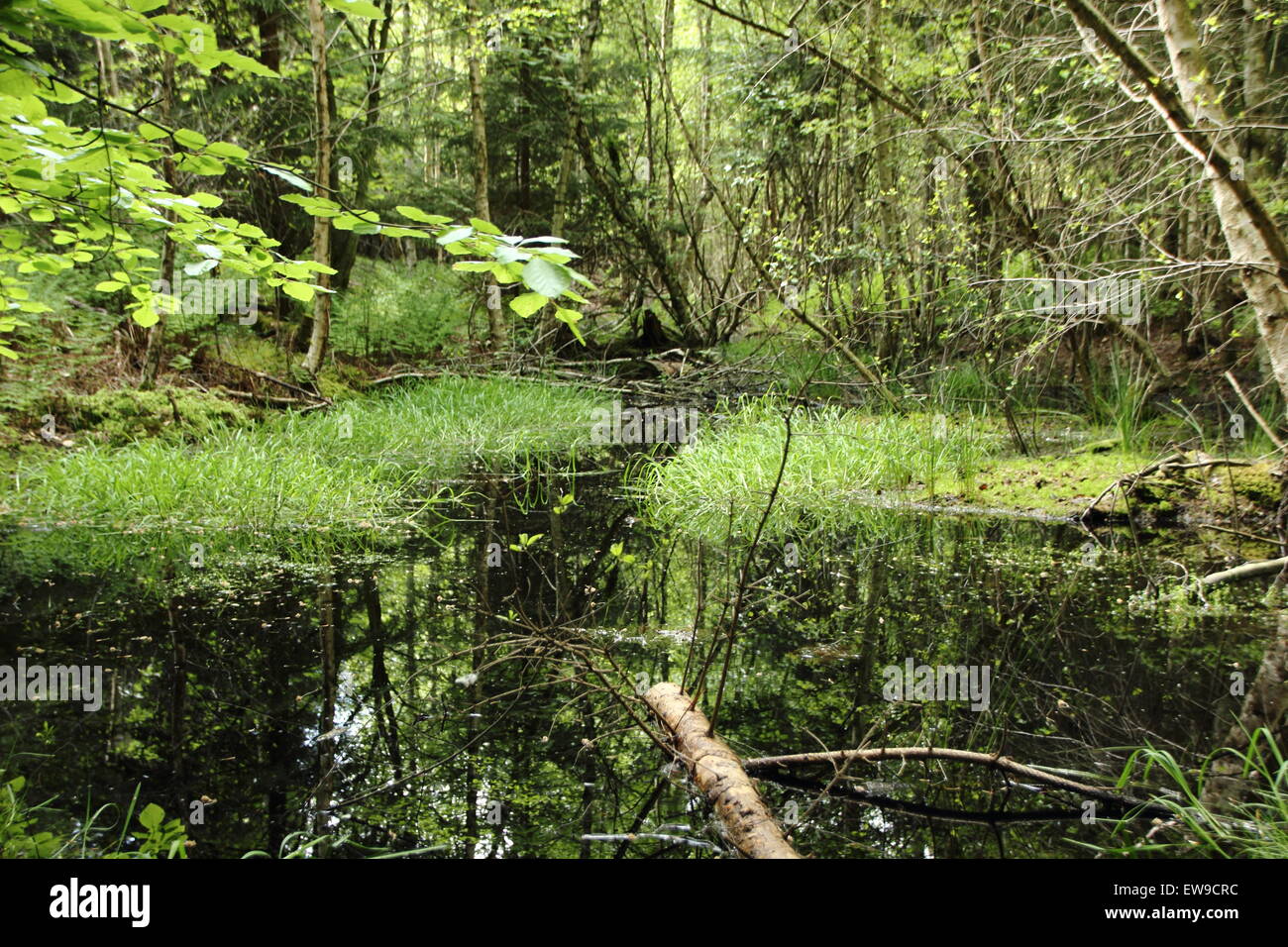 Reflection in Fresh Lake Forest Pond in Untouched Landscape with Shadows Stock Photo