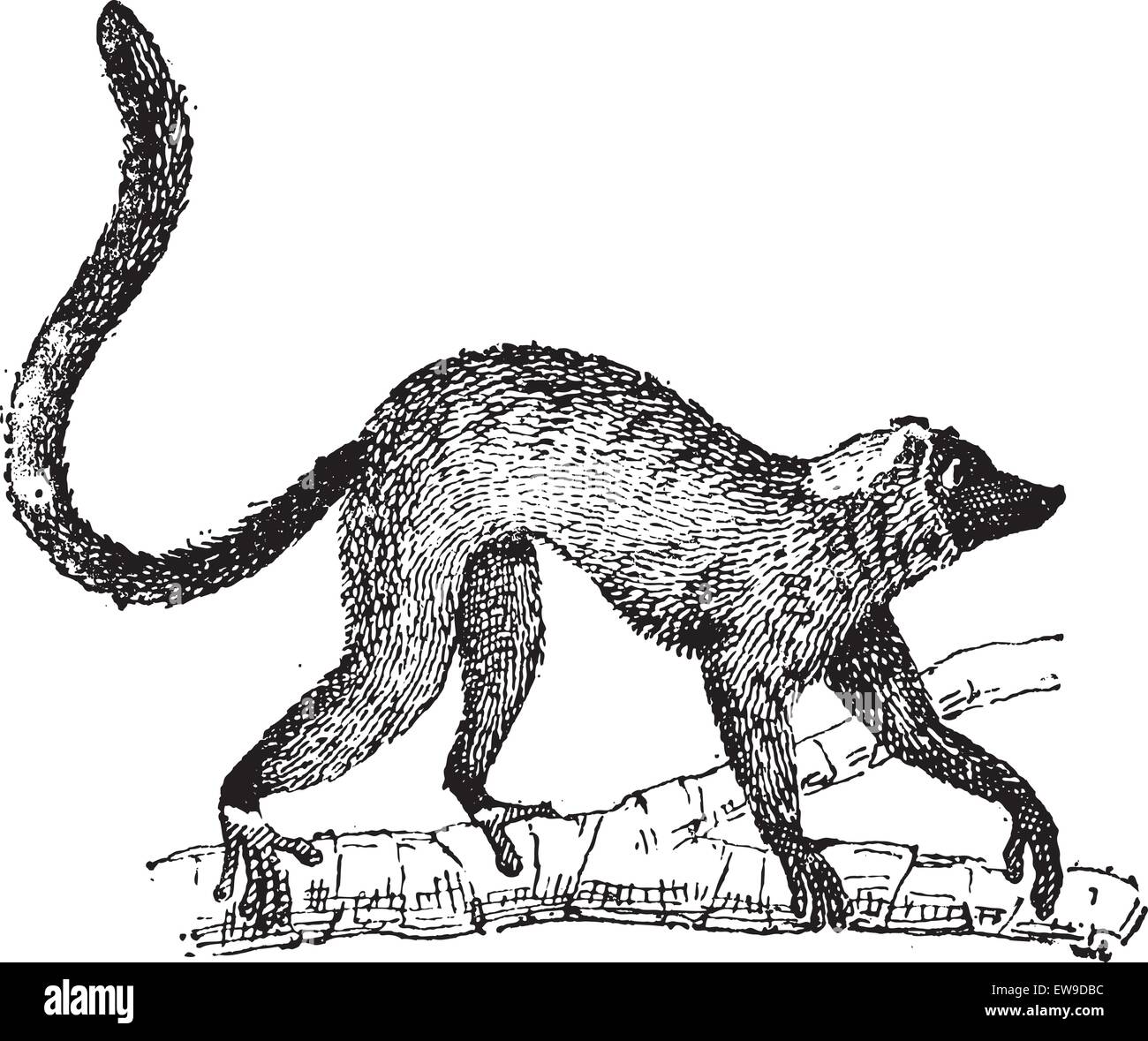 Lemur sp Stock Vector Images - Alamy