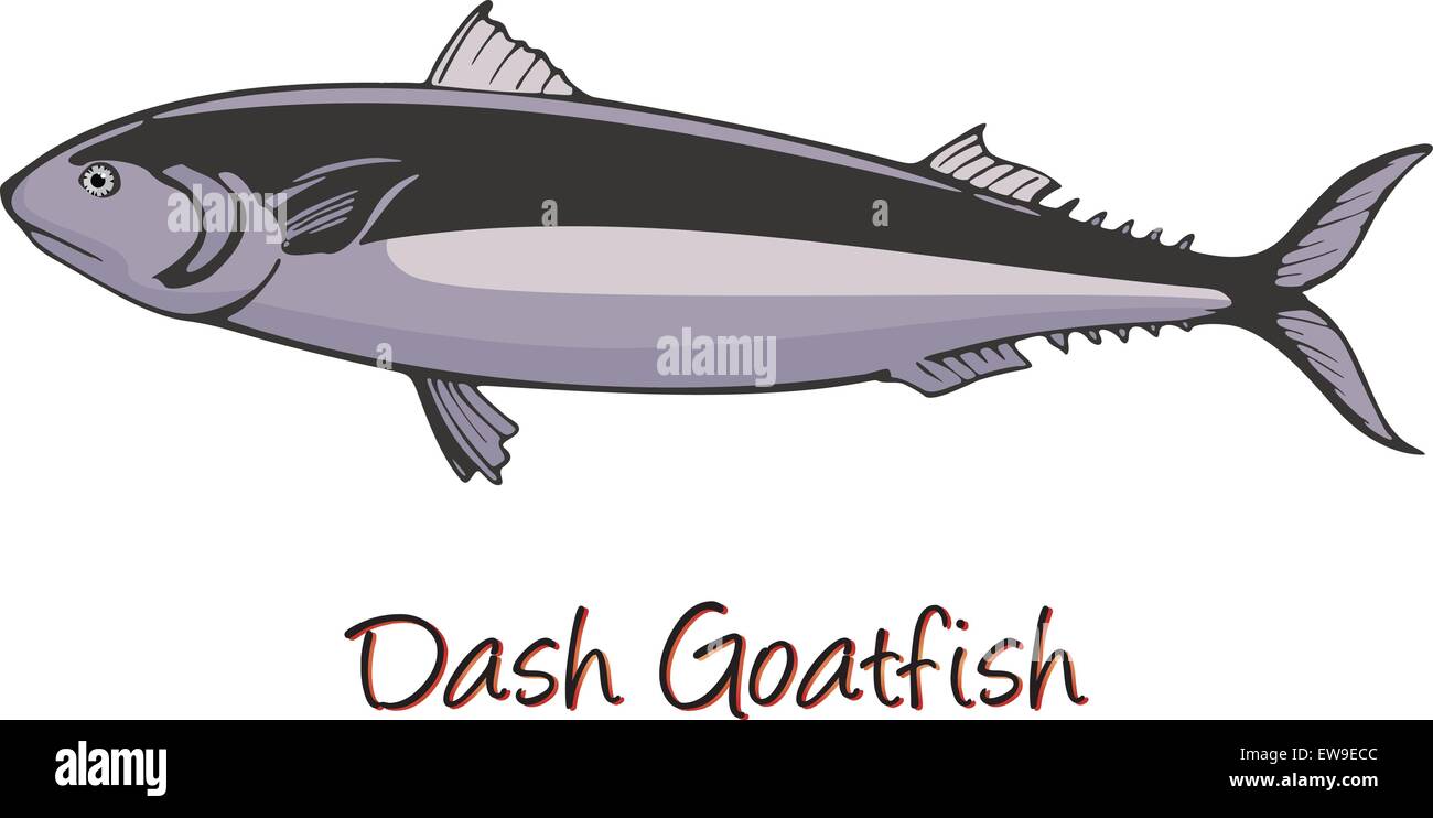 Dash-and-dot Goatfish, Color Illustration Stock Vector