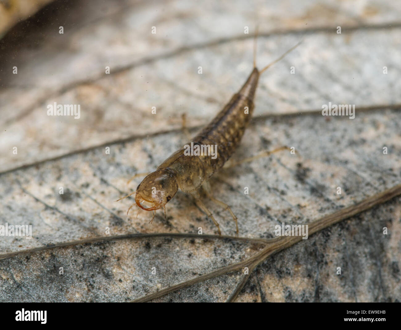 diving water beetle larva Stock Photo