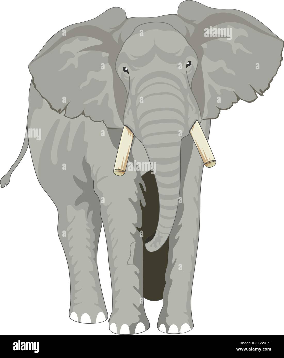 Elephant, Gray, Facing Front, vector illustration Stock Vector Image
