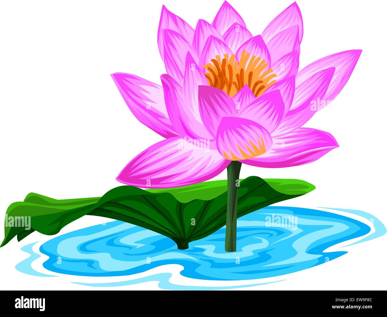 Vector illustration of fresh lotus flower in lake Stock Vector Image