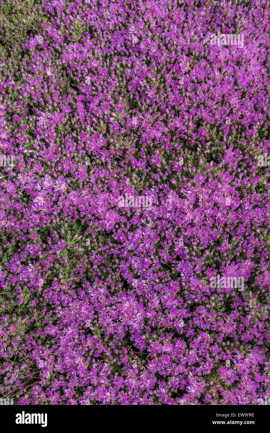 Close up view of a beautiful purple Vygie South African Succulent ...