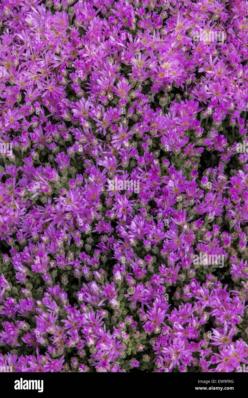 Succulent ground cover plant hi-res stock photography and images - Alamy